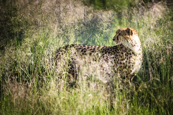 Cheetah Walks Long Grass Savannah Acinonyx Jubatus — Stock Photo, Image