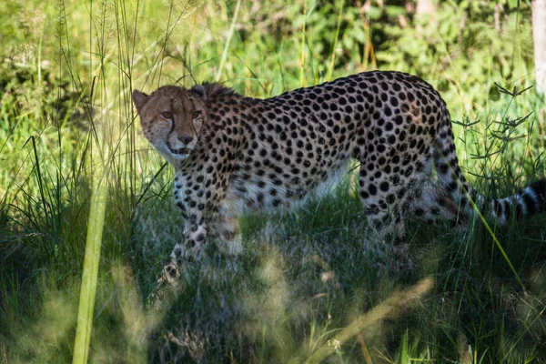 Cheetah Walks Long Grass Savannah Acinonyx Jubatus — Stock Photo, Image