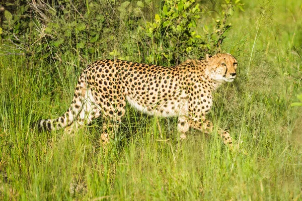 Cheetah Camina Través Hierba Larga Savannah Acinonyx Jubatus — Foto de Stock