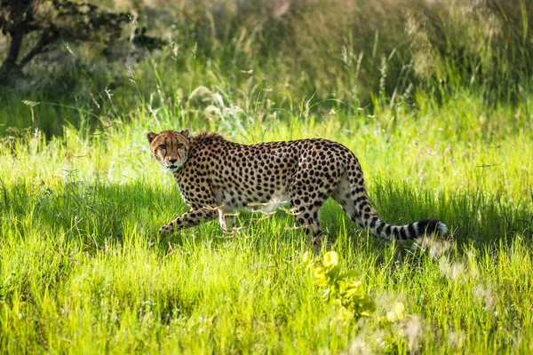 Gepárd Hosszú Fűben Sétál Savannah Ban Acinonyx Jubatus — Stock Fotó