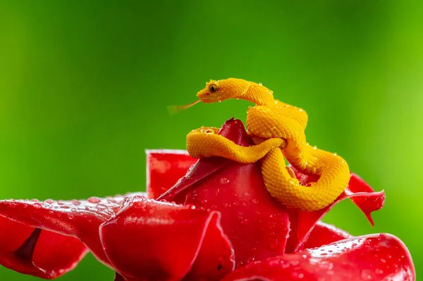 Eyelash Viper Bothriechis Schlegelii 코스타리카 중앙아메리카 숲에서 발견되는 아름다운 색깔의 — 스톡 사진