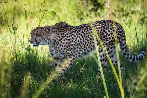 Cheetah Walks Long Grass Savannah Acinonyx Jubatus — Stock Photo, Image