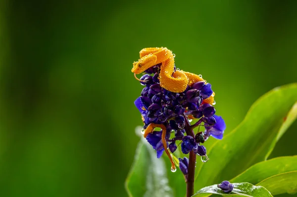 Eyelash Viper Bothriechis Schlegelii 코스타리카 중앙아메리카 숲에서 발견되는 아름다운 색깔의 — 스톡 사진