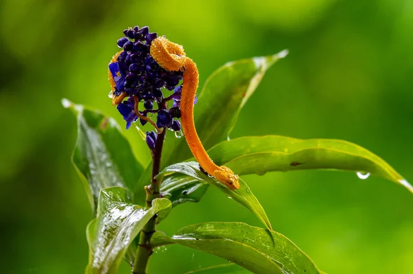 Eyelash Viper Bothriechis Schlegelii 코스타리카 중앙아메리카 숲에서 발견되는 아름다운 색깔의 — 스톡 사진