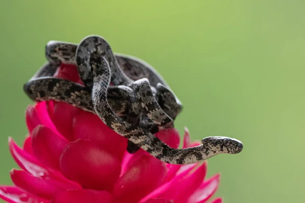 Bulutlu Salyangoz Sucker Sibon Nebulatus Yeşil Yosunlu Dal Üzerinde Yılan — Stok fotoğraf