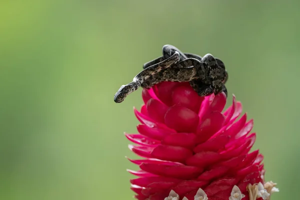 Succhiasangue Nuvoloso Sibon Nebulatus Serpente Ramo Muschiato Verde Serpente Non — Foto Stock