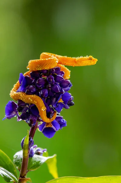 Eyelash Viper - Bothriechis schlegelii, beautiful colored venomous pit viper from Central America forests, Costa Rica