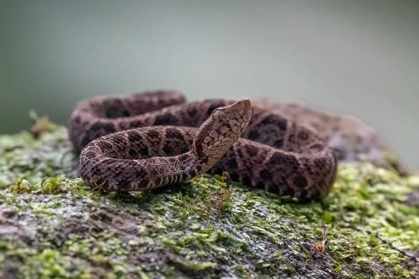 Troebel Slak Sucker Sibon Nebulatus Slang Groene Mossy Tak Niet — Stockfoto