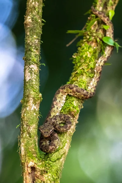Bothriechis Lateralis 코스타리카와 파나마 서부의 산에서 발견되는 독사이다 — 스톡 사진