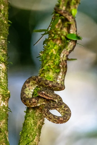 ボスリチス ラテラリス Bothriechis Lateralis コスタリカ西部とパナマ西部の山々に生息する毒液ピットバイパー種である — ストック写真