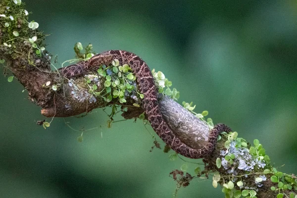달팽이 가지에 서식지에서 남미의 유독한 — 스톡 사진