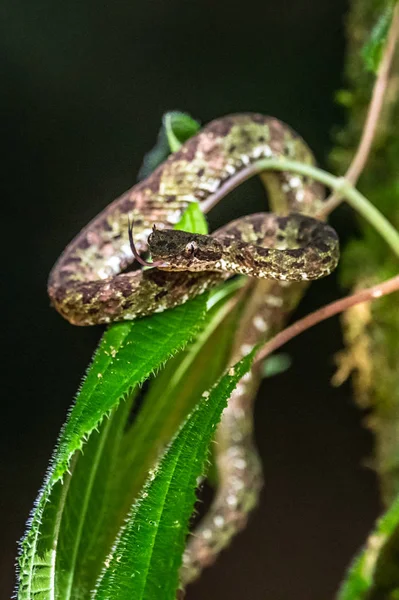 Bothriechis Lateralis 코스타리카와 파나마 서부의 산에서 발견되는 독사이다 — 스톡 사진