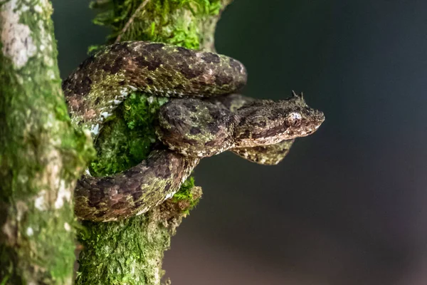 Bothriechis Lateralis Kosta Rika Batı Panama Dağlarında Bulunan Zehirli Bir — Stok fotoğraf