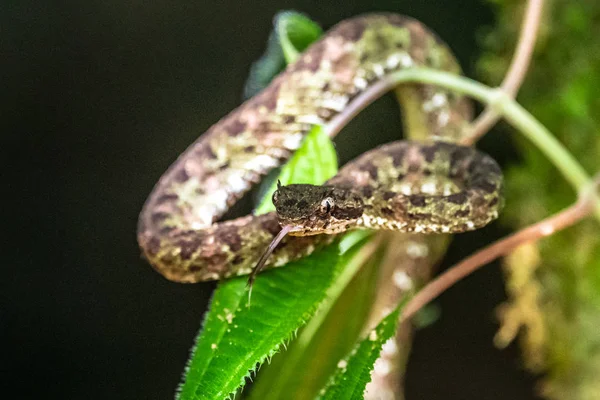 Bothriechis Lateralis Una Especie Víbora Venenosa Que Encuentra Las Montañas —  Fotos de Stock