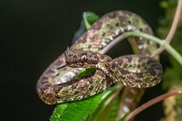 Bothriechis Lateralis Kosta Rika Batı Panama Dağlarında Bulunan Zehirli Bir — Stok fotoğraf