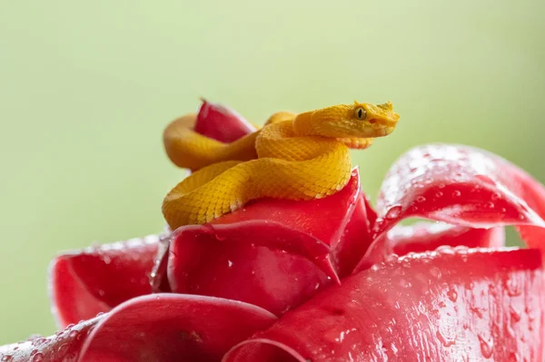 Eyelash Viper Bothriechis Schlegelii 코스타리카 중앙아메리카 숲에서 발견되는 아름다운 색깔의 — 스톡 사진