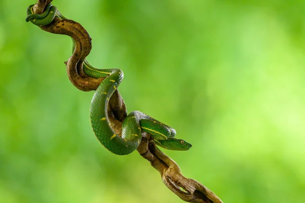 Bothriechis Lateralis Kosta Rika Batı Panama Dağlarında Bulunan Zehirli Bir — Stok fotoğraf