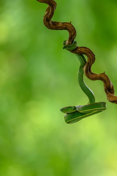 Bothriechis Lateralis Kosta Rika Batı Panama Dağlarında Bulunan Zehirli Bir — Stok fotoğraf