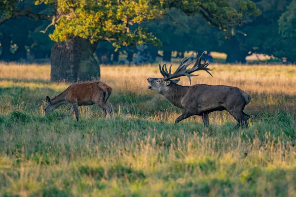 Red Deer Stags Cervus Elaphus — Stockfoto
