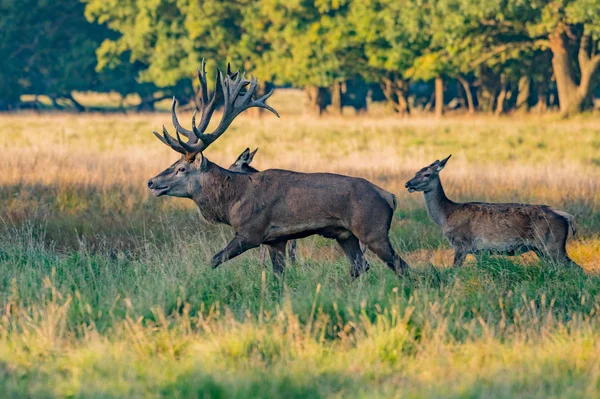 Red Deer Stags Cervus Elaphus — Stockfoto