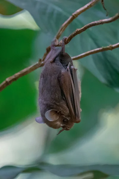 Megabat Dormir Pendurado Cabeça Para Baixo Megachiroptera — Fotografia de Stock