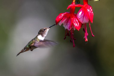 Mavi sinekkuşu Violet Sabrewing güzel kırmızı çiçeğin yanında uçuyor. Teneke kuş ormanda uçar. Kosta Rika 'da vahşi yaşam. Ormanda çiçekten nektar emen iki kuş. Kuş davranışları