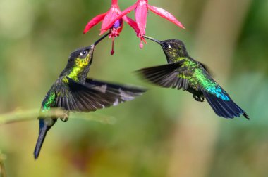 Mavi sinekkuşu Violet Sabrewing güzel kırmızı çiçeğin yanında uçuyor. Teneke kuş ormanda uçar. Kosta Rika 'da vahşi yaşam. Ormanda çiçekten nektar emen iki kuş. Kuş davranışları