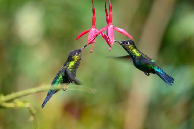 Mavi sinekkuşu Violet Sabrewing güzel kırmızı çiçeğin yanında uçuyor. Teneke kuş ormanda uçar. Kosta Rika 'da vahşi yaşam. Ormanda çiçekten nektar emen iki kuş. Kuş davranışları