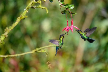 Mavi sinekkuşu Violet Sabrewing güzel kırmızı çiçeğin yanında uçuyor. Teneke kuş ormanda uçar. Kosta Rika 'da vahşi yaşam. Ormanda çiçekten nektar emen iki kuş. Kuş davranışları