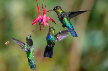 Mavi sinekkuşu Violet Sabrewing güzel kırmızı çiçeğin yanında uçuyor. Teneke kuş ormanda uçar. Kosta Rika 'da vahşi yaşam. Ormanda çiçekten nektar emen iki kuş. Kuş davranışları