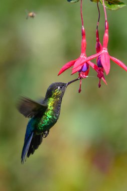 Mavi sinekkuşu Violet Sabrewing güzel kırmızı çiçeğin yanında uçuyor. Teneke kuş ormanda uçar. Kosta Rika 'da vahşi yaşam. Ormanda çiçekten nektar emen iki kuş. Kuş davranışları