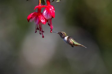 Mavi sinekkuşu Violet Sabrewing güzel kırmızı çiçeğin yanında uçuyor. Teneke kuş ormanda uçar. Kosta Rika 'da vahşi yaşam. Ormanda çiçekten nektar emen iki kuş. Kuş davranışları