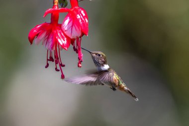 Mavi sinekkuşu Violet Sabrewing güzel kırmızı çiçeğin yanında uçuyor. Teneke kuş ormanda uçar. Kosta Rika 'da vahşi yaşam. Ormanda çiçekten nektar emen iki kuş. Kuş davranışları