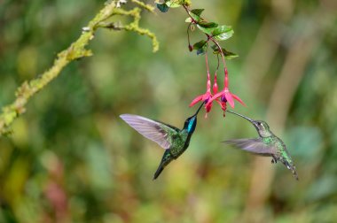 Mavi sinekkuşu Violet Sabrewing güzel kırmızı çiçeğin yanında uçuyor. Teneke kuş ormanda uçar. Kosta Rika 'da vahşi yaşam. Ormanda çiçekten nektar emen iki kuş. Kuş davranışları