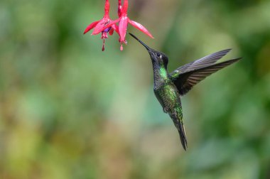Mavi sinekkuşu Violet Sabrewing güzel kırmızı çiçeğin yanında uçuyor. Teneke kuş ormanda uçar. Kosta Rika 'da vahşi yaşam. Ormanda çiçekten nektar emen iki kuş. Kuş davranışları