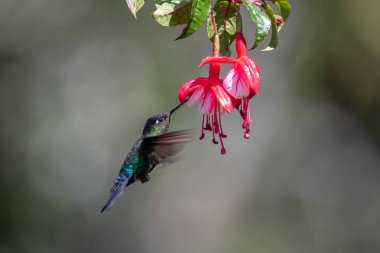Mavi sinekkuşu Violet Sabrewing güzel kırmızı çiçeğin yanında uçuyor. Teneke kuş ormanda uçar. Kosta Rika 'da vahşi yaşam. Ormanda çiçekten nektar emen iki kuş. Kuş davranışları