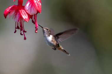 Mavi sinekkuşu Violet Sabrewing güzel kırmızı çiçeğin yanında uçuyor. Teneke kuş ormanda uçar. Kosta Rika 'da vahşi yaşam. Ormanda çiçekten nektar emen iki kuş. Kuş davranışları