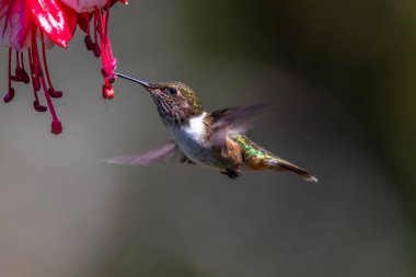 Mavi sinekkuşu Violet Sabrewing güzel kırmızı çiçeğin yanında uçuyor. Teneke kuş ormanda uçar. Kosta Rika 'da vahşi yaşam. Ormanda çiçekten nektar emen iki kuş. Kuş davranışları