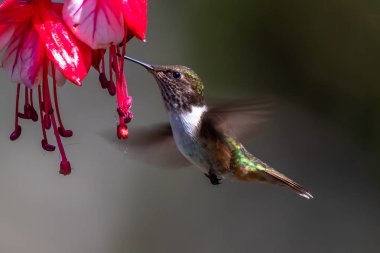 Mavi sinekkuşu Violet Sabrewing güzel kırmızı çiçeğin yanında uçuyor. Teneke kuş ormanda uçar. Kosta Rika 'da vahşi yaşam. Ormanda çiçekten nektar emen iki kuş. Kuş davranışları