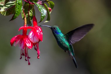 Mavi sinekkuşu Violet Sabrewing güzel kırmızı çiçeğin yanında uçuyor. Teneke kuş ormanda uçar. Kosta Rika 'da vahşi yaşam. Ormanda çiçekten nektar emen iki kuş. Kuş davranışları