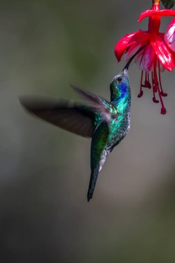 Mavi sinekkuşu Violet Sabrewing güzel kırmızı çiçeğin yanında uçuyor. Teneke kuş ormanda uçar. Kosta Rika 'da vahşi yaşam. Ormanda çiçekten nektar emen iki kuş. Kuş davranışları