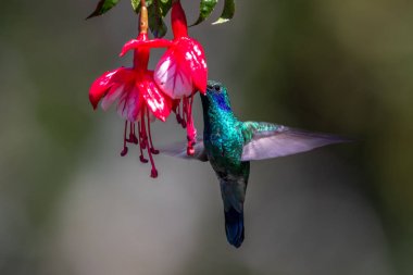 Mavi sinekkuşu Violet Sabrewing güzel kırmızı çiçeğin yanında uçuyor. Teneke kuş ormanda uçar. Kosta Rika 'da vahşi yaşam. Ormanda çiçekten nektar emen iki kuş. Kuş davranışları
