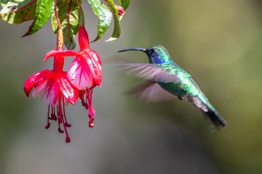 Mavi sinekkuşu Violet Sabrewing güzel kırmızı çiçeğin yanında uçuyor. Teneke kuş ormanda uçar. Kosta Rika 'da vahşi yaşam. Ormanda çiçekten nektar emen iki kuş. Kuş davranışları