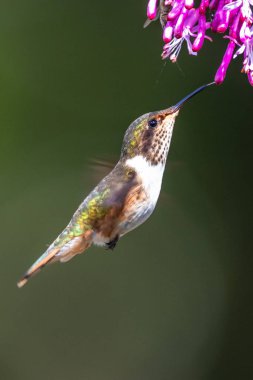 Mavi sinekkuşu Violet Sabrewing güzel kırmızı çiçeğin yanında uçuyor. Teneke kuş ormanda uçar. Kosta Rika 'da vahşi yaşam. Ormanda çiçekten nektar emen iki kuş. Kuş davranışları