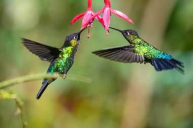 Mavi sinekkuşu Violet Sabrewing güzel kırmızı çiçeğin yanında uçuyor. Teneke kuş ormanda uçar. Kosta Rika 'da vahşi yaşam. Ormanda çiçekten nektar emen iki kuş. Kuş davranışları