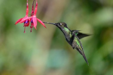 Mavi sinekkuşu Violet Sabrewing güzel kırmızı çiçeğin yanında uçuyor. Teneke kuş ormanda uçar. Kosta Rika 'da vahşi yaşam. Ormanda çiçekten nektar emen iki kuş. Kuş davranışları