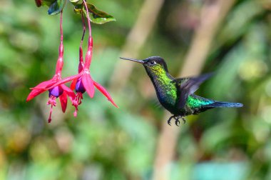 Mavi sinekkuşu Violet Sabrewing güzel kırmızı çiçeğin yanında uçuyor. Teneke kuş ormanda uçar. Kosta Rika 'da vahşi yaşam. Ormanda çiçekten nektar emen iki kuş. Kuş davranışları