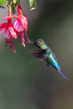 Mavi sinekkuşu Violet Sabrewing güzel kırmızı çiçeğin yanında uçuyor. Teneke kuş ormanda uçar. Kosta Rika 'da vahşi yaşam. Ormanda çiçekten nektar emen iki kuş. Kuş davranışları