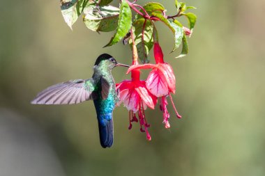 Mavi sinekkuşu Violet Sabrewing güzel kırmızı çiçeğin yanında uçuyor. Teneke kuş ormanda uçar. Kosta Rika 'da vahşi yaşam. Ormanda çiçekten nektar emen iki kuş. Kuş davranışları