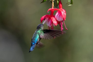 Mavi sinekkuşu Violet Sabrewing güzel kırmızı çiçeğin yanında uçuyor. Teneke kuş ormanda uçar. Kosta Rika 'da vahşi yaşam. Ormanda çiçekten nektar emen iki kuş. Kuş davranışları